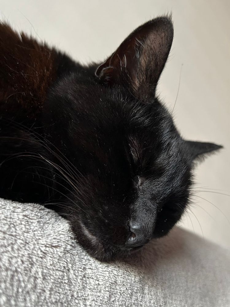 Close-up of a cat’s head. She’s black, she’s asleep on the back of the sofa and you can barely see her dandruff.