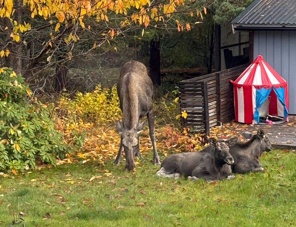 The image shows three moose: one adult standing and two calves lying on the grass in a backyard setting. The ground is covered with autumn leaves, and there is a tree with bright yellow and orange foliage. In the background, there’s a small gray house with a metal roof and a colorful red and white striped play tent beside it. The scene has a calm, autumnal atmosphere.