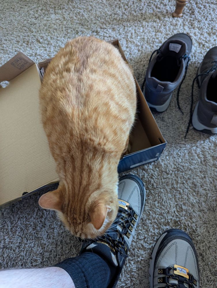 Ginger tabby cat sitting in a shoe box and leaning out to chew on the new shoes' shoelaces that I'm now wearing 