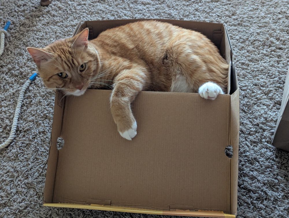 Ginger tabby cat pounding inside a shoe box.