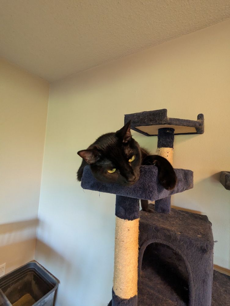 Black cat laying on a platform on top of a dark blue cat tree