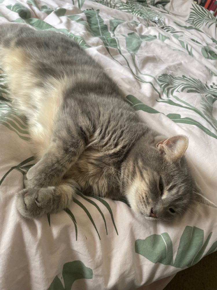 A picture of a very soft grey tabby cat lying on a pink duvet with palm leaf detail. The kitty is very snoozy and must not be disturbed!