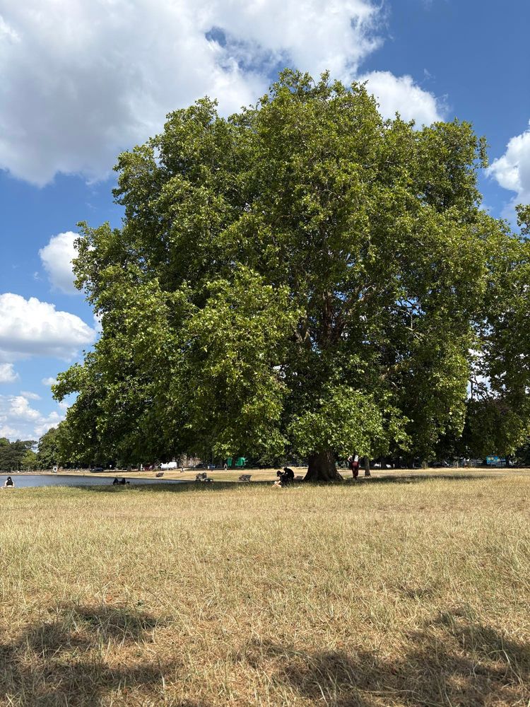 A very large green oak in a park, the grass bleached by the sun. To the left a small lake.
