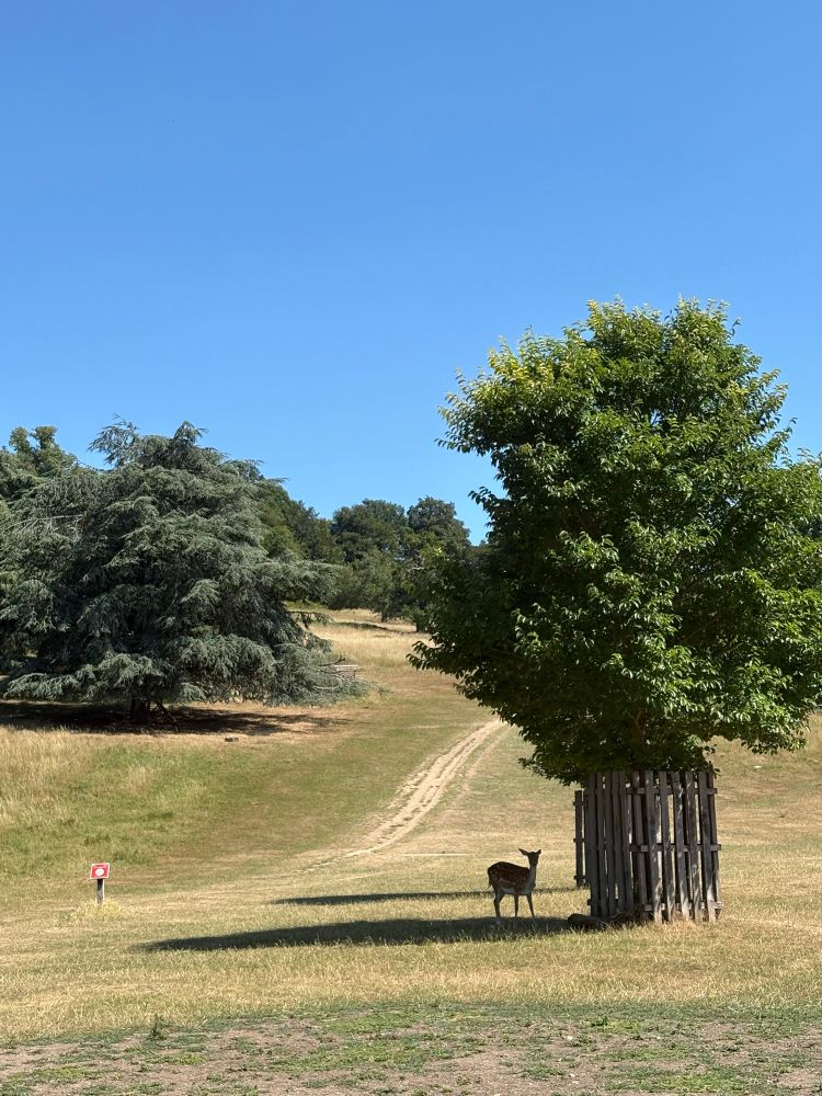 A park with a tree to the left, underneath a baby deer shelters in shadow.