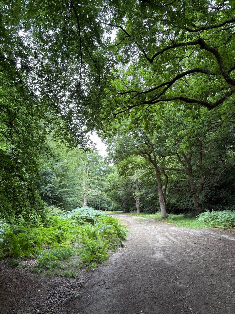 A lush green forest, densely covered in trees, a path running through the middle.