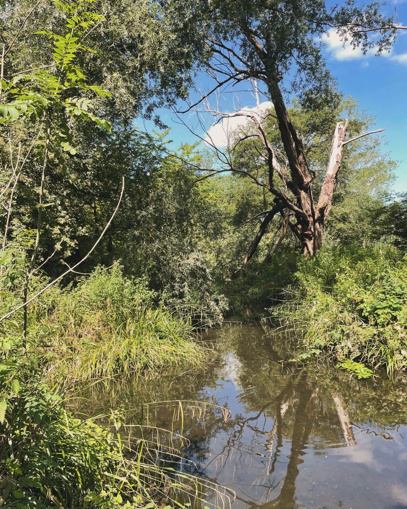 A river, surrounded by trees.