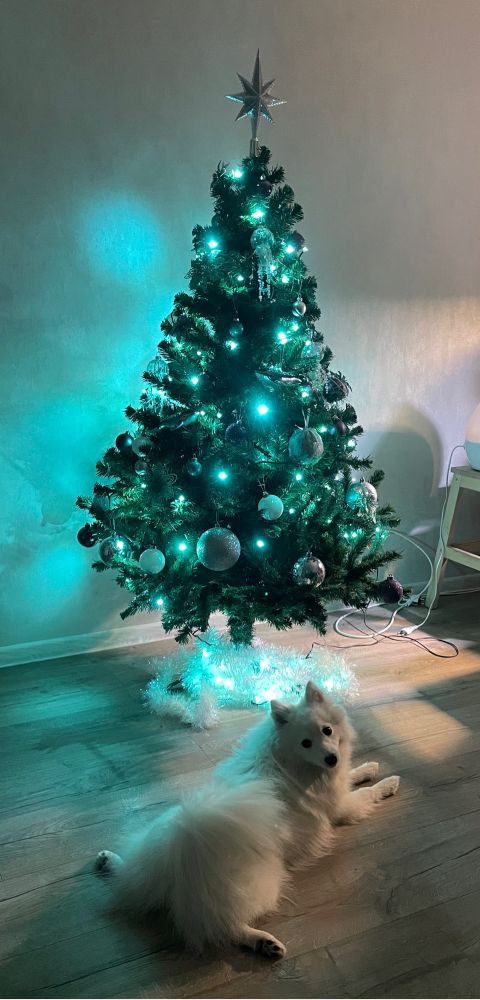 Японский шпиц смешно лежит под елкой