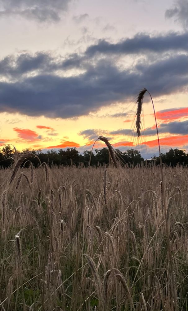A colorful dawn sky over a field of wild grass (maybe rye?) The sky above the tree line at the horizon is golden with orange clouds. Higher in the sky is a darker blue-grey cloud. 