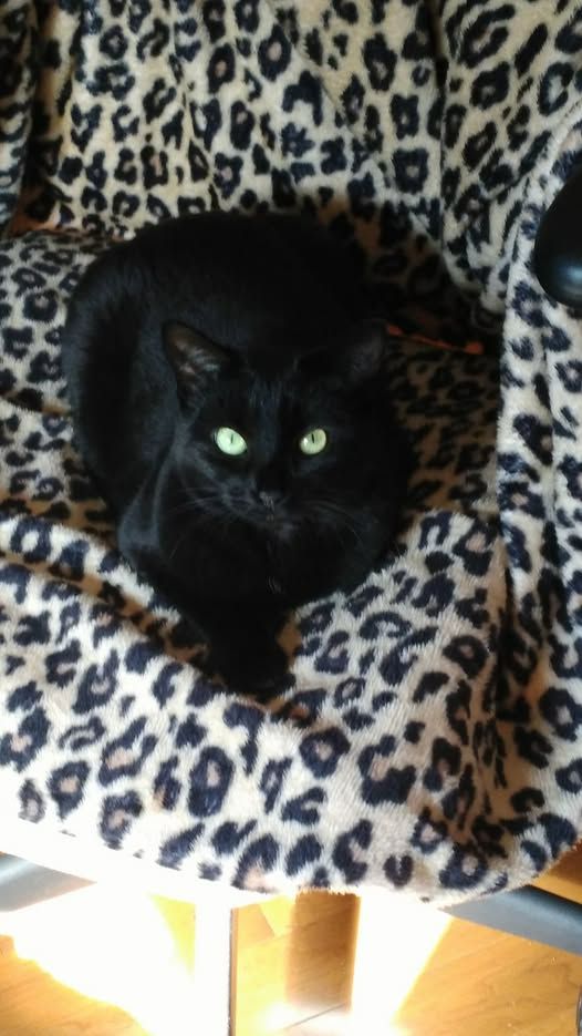 Black cat with bright green eyes sitting on a leopard print blanket.