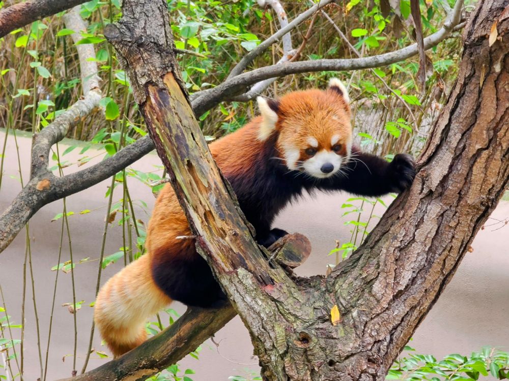 A red panda perches on a the branch of the tree look out through two large branches.