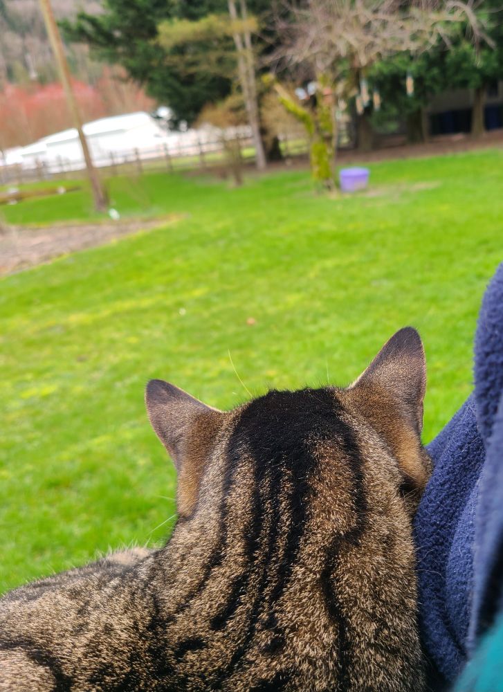 View from behind my tabby cat's head looking toward my bird feeders