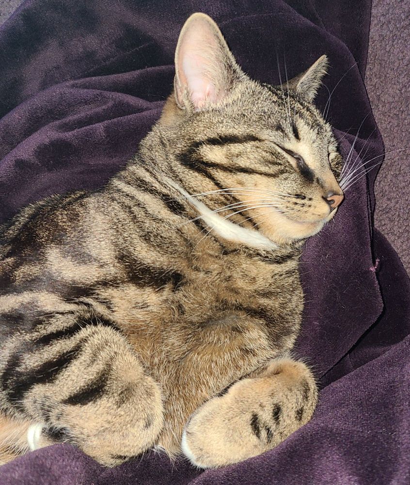 My tabby cat with his eyes slightly open. Giving me a look while I take yet another picture.