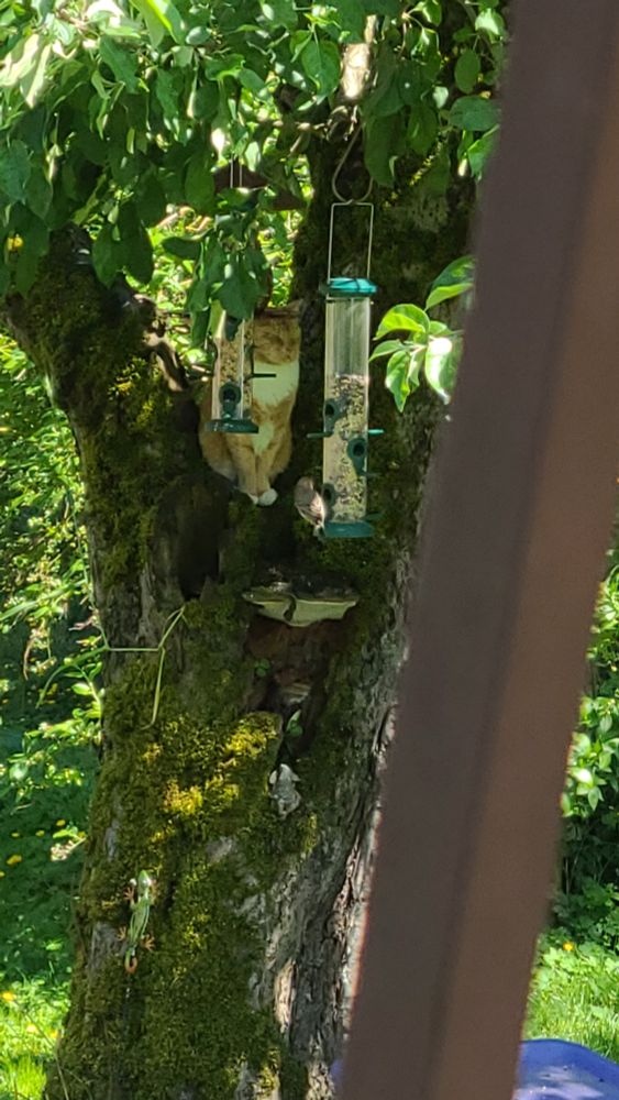 Orange tabby cat with white bib sitting in crook of my apple tree that holds my bird feeders. Feeders in foreground.