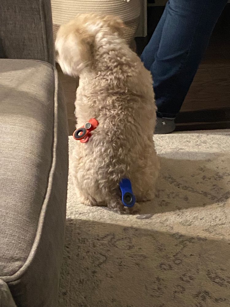 My dog with chip clips clipped to his fur