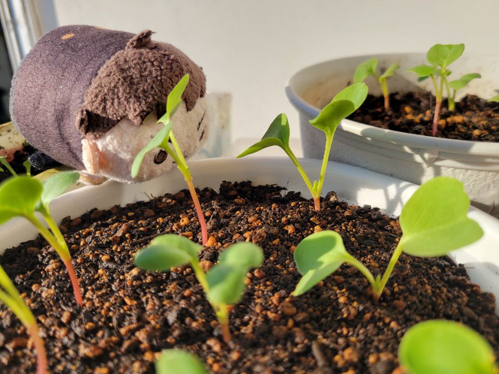 ＞あ！　なんだか、ちっちゃい　はっぱが
　でてくる　よかん！