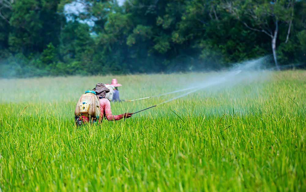 UN Chemicals Experts Agree that Global Action is Warranted for Chlorpyrifos and Paraquat | Pesticide Action & Agroecology Network (PAN)