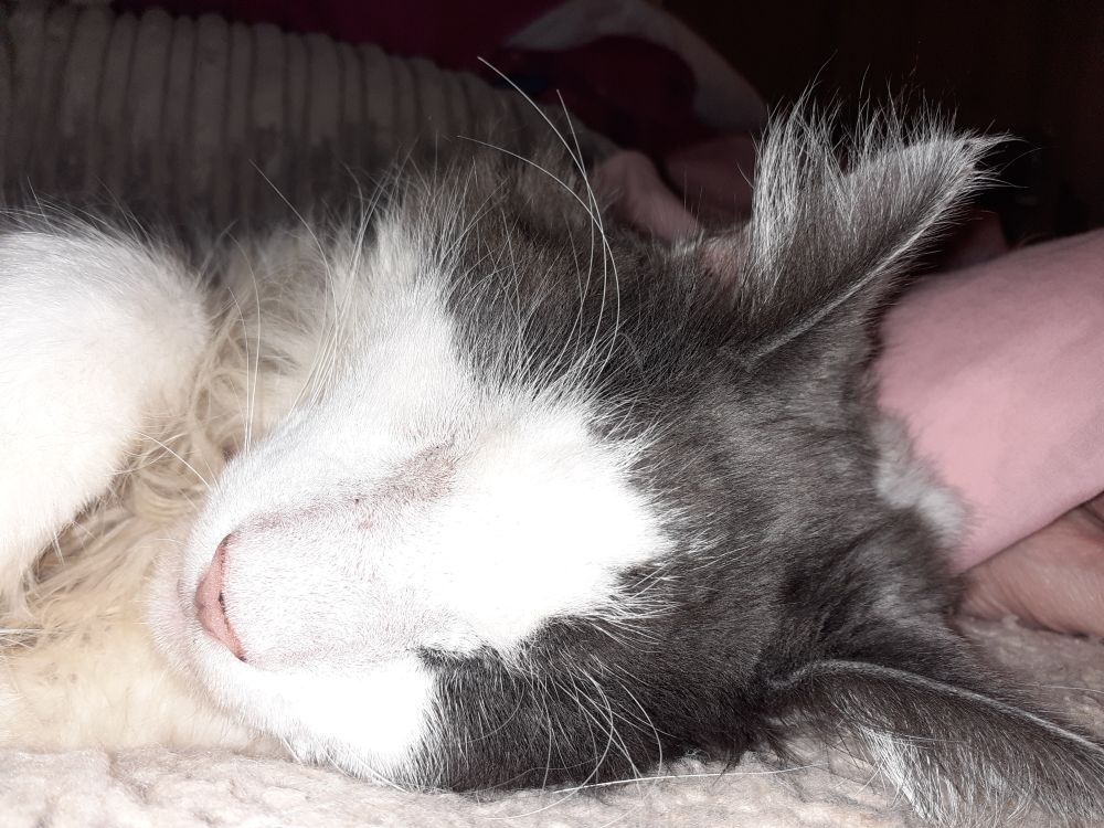 Cat (Mr P) contemplating the impact of Saussure on linguistic theory