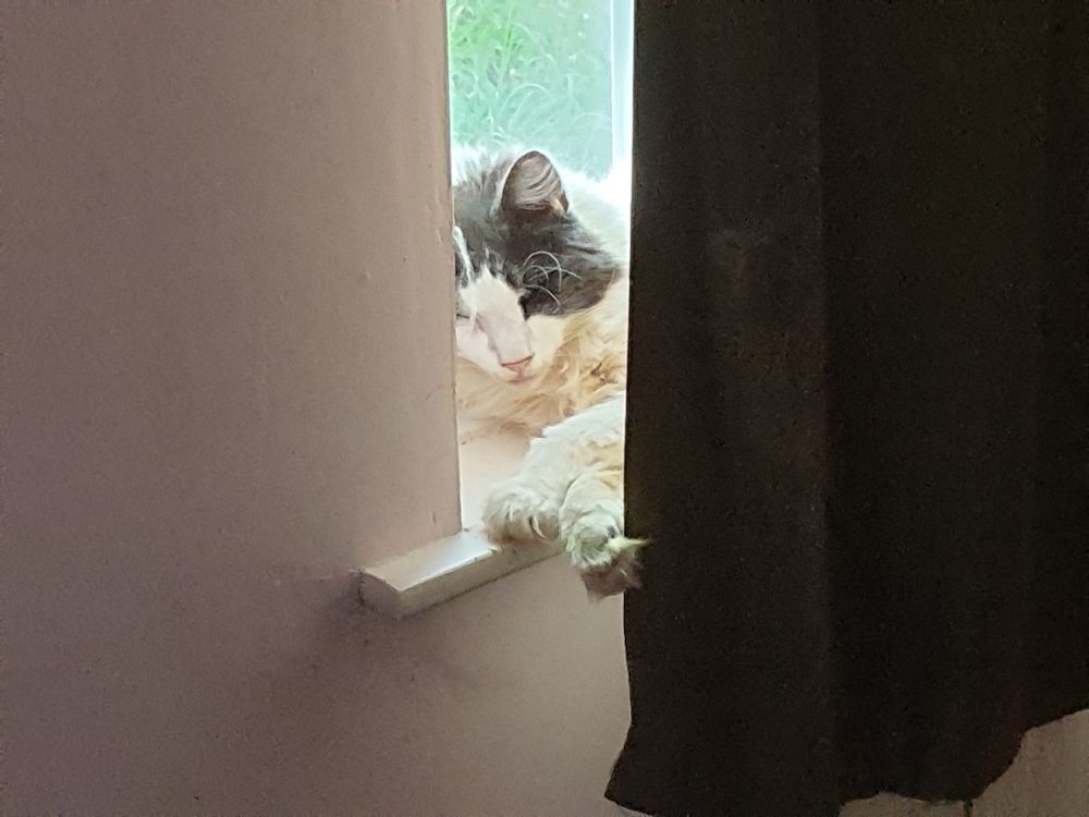 Cat snoozing on window ledge 