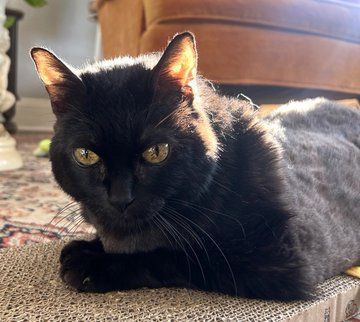 Melina is a 15 year old female black kitty with striking yellow eyes. She is laying on a cardboard scratcher. She is looking at the camera