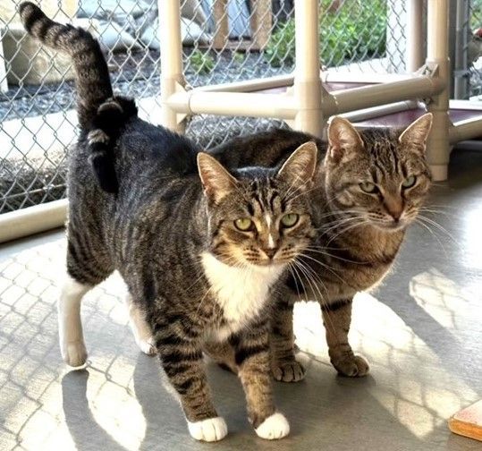 This is a picture of Twinkle and Val. Twinkle is a 10.10 year old Female brown tabby and white kitty with green eyes . Val is a 7 year old male brown tiger-striped tabby kitty with striking green eyes. They are standing side by side with Val's tail draped over Twinkle's back, both looking into the camera. They are hoping to be adopted together by someone that understands shy cats. They are in Seal Beach, CA in southern California.