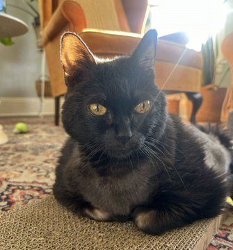 Melina is a 15 year old female black kitty with striking yellow eyes. She is laying on a cardboard scratcher with her front paws tucked in. She is looking to her right