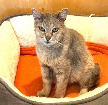 Gandalph is a 13 year old male silver/gray kitty with yellow eyes. He's a sweet toothless lap cat. He is sitting in a round cat bed looking at the camera.