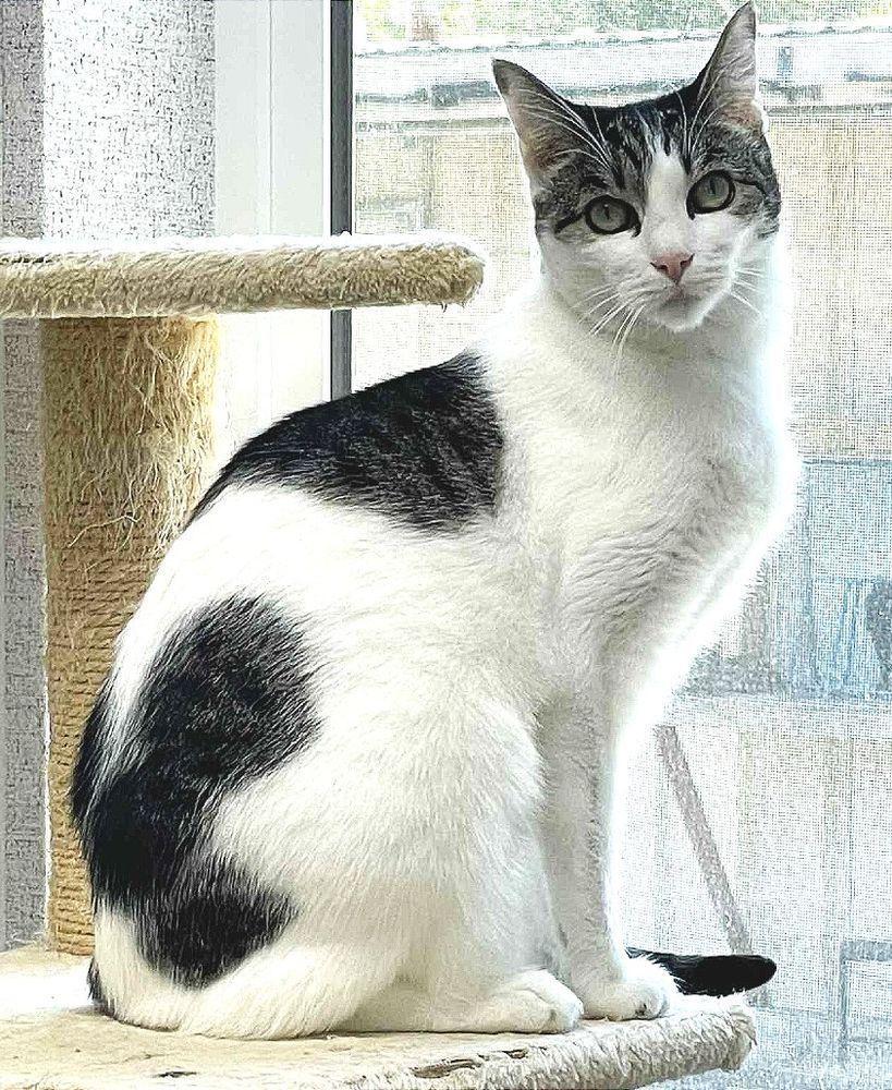 Olive is an 8 year old female white and gray tabby kitty with yellowish green eyes. She is sitting on a cat tree with a sisal rope wrapped base. She is sitting with her right side and head turned looking at the camera framed by a window behind her.
Soft-spoken and sweet, Olive is a gentle soul who adores quiet moments and cozy cat beds. She may take a little time to get acquainted, but once she knows you’re a friend, she blossoms into a loving companion who enjoys soft pets and brushing by your legs!
She located in St. Helena California in the Napa Valley