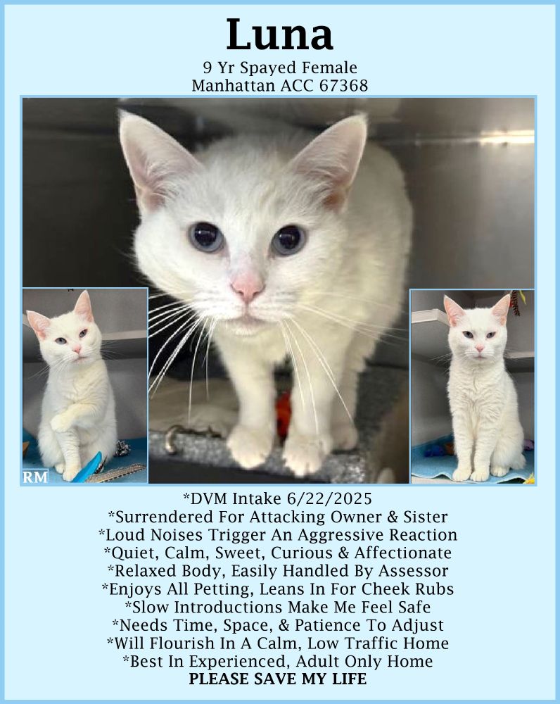 Luna is a 9 year old female kitty with blue eyes. She is standing on a shelf in her kennel looking at the camera.
In a picture in the lower left corner she is sitting up in her kennel with one paw lifted and her head slightly tilted to the left. She is looking at the camera.
In a picture in the lower right corner she is sitting in her kennel looking at the camera.