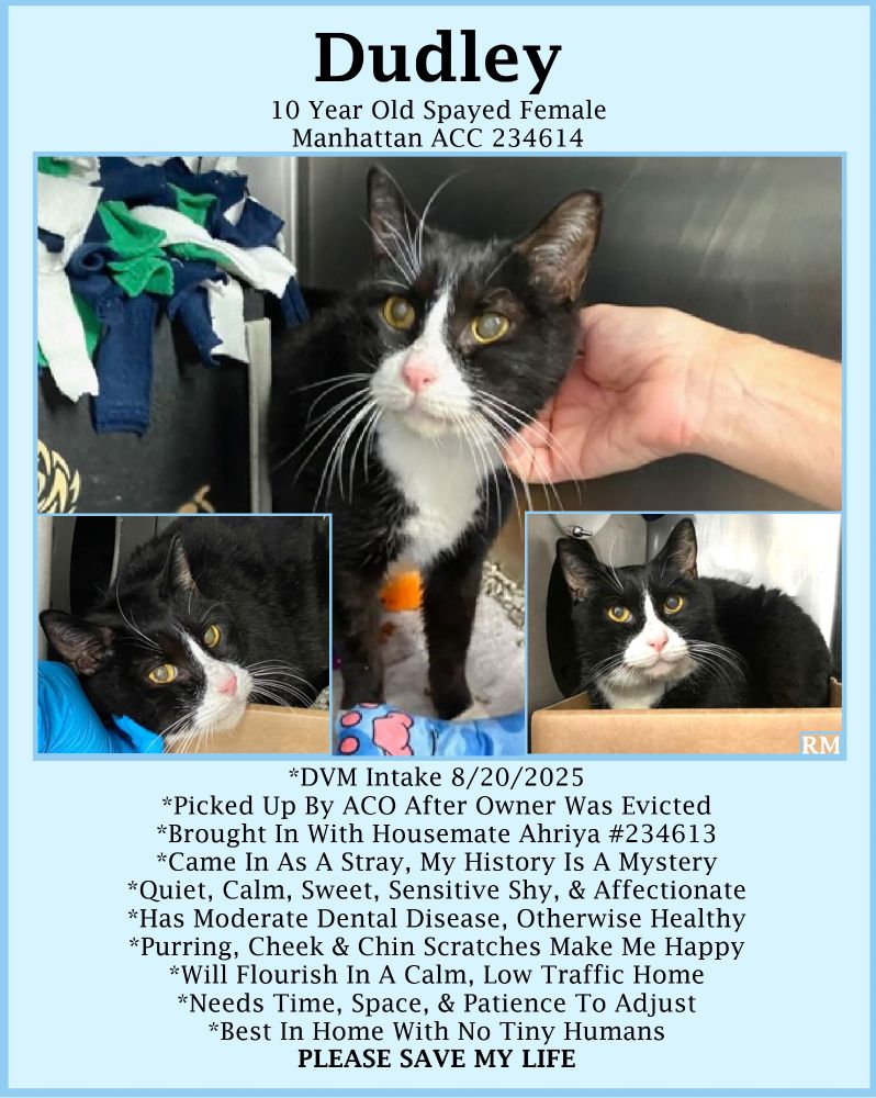 Dudley is a 10 year old female black and white tuxedo kitty with yellow eyes and a pink nose. He is standing in his kennel looking to the left as someone is reaching in to scratch head. In the picture in the lower left corner he is laying in a brown cardboard box leaning in to a turquoise nitrile gloved hand as someone scratches his cheek. In the picture in the lower right corner he is sitting in a brown cardboard box looking at the camera. It almost looks as if he is smiling.