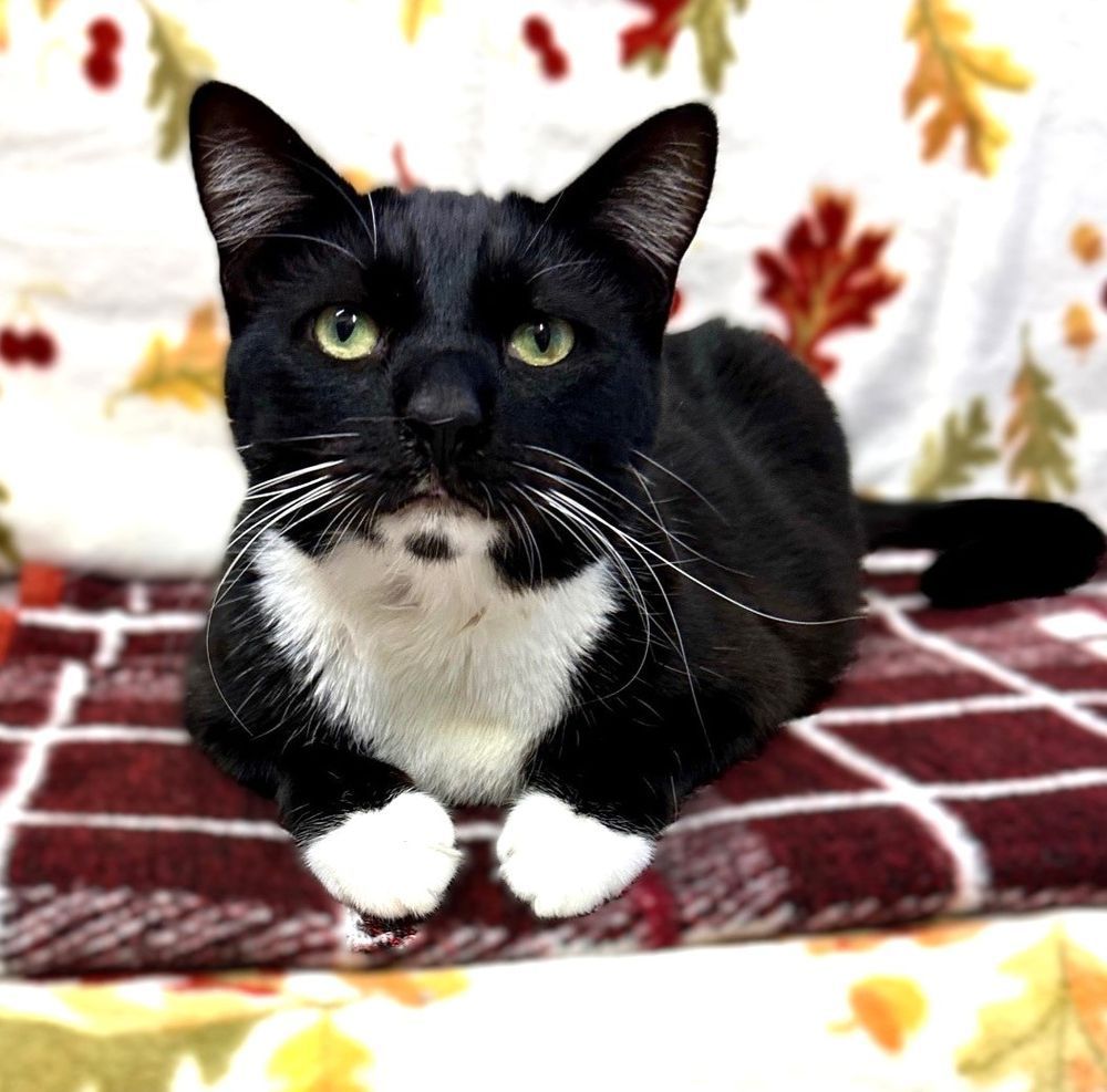 Confetti is a 4.5 year old female black and white tuxedo kitty with yellow eyes and long white whiskers. Confetti is a playful and friendly lap cat hoping to find a forever home where she will be loved and pampered. She is searching for a forever family near Seal Beach, CA in southern California.