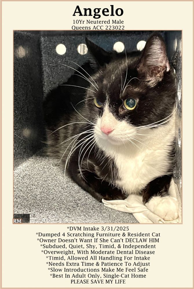 Angelo is a 10 year old male black and white tuxie kitty with yellow eyes. He is sitting in his kennel with one paw tucked in and one paw forward looking to the left.