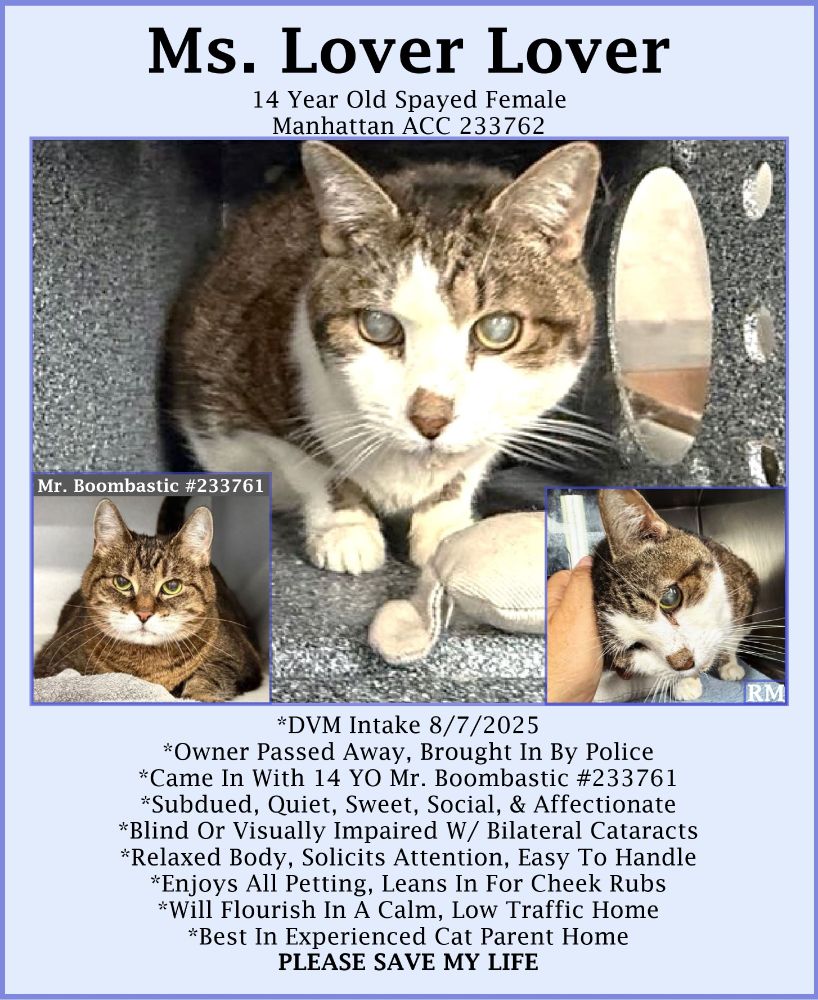 Ms. Lover Lover is a 14 year old female brown tabby and white kittty with a brown nose and yellow eyes that are cloudy with cataracts. She is blind or visually impaired. She is siting crouched in her kennel looking at the camera.
In a picture in the lower left corner is is a head shot of Mr. Boombastic, a 14 year old female brown tabby kitty who was Ms. Lover Lover's housemate and surrendered with her. She is looking at the camera.
The picture in the lower right corner is a head shot of Ms. Lover Lover. She is leaning in to someone's hand as they touch her head.
