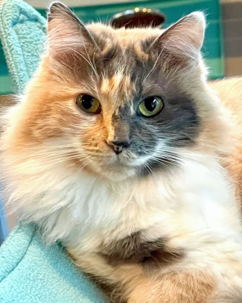 Butterfly is a strikingly gorgeous 7 year old female long haired dilute (gray) calico kitty with yellow eyes. This is a head shot of her looking into the camera.