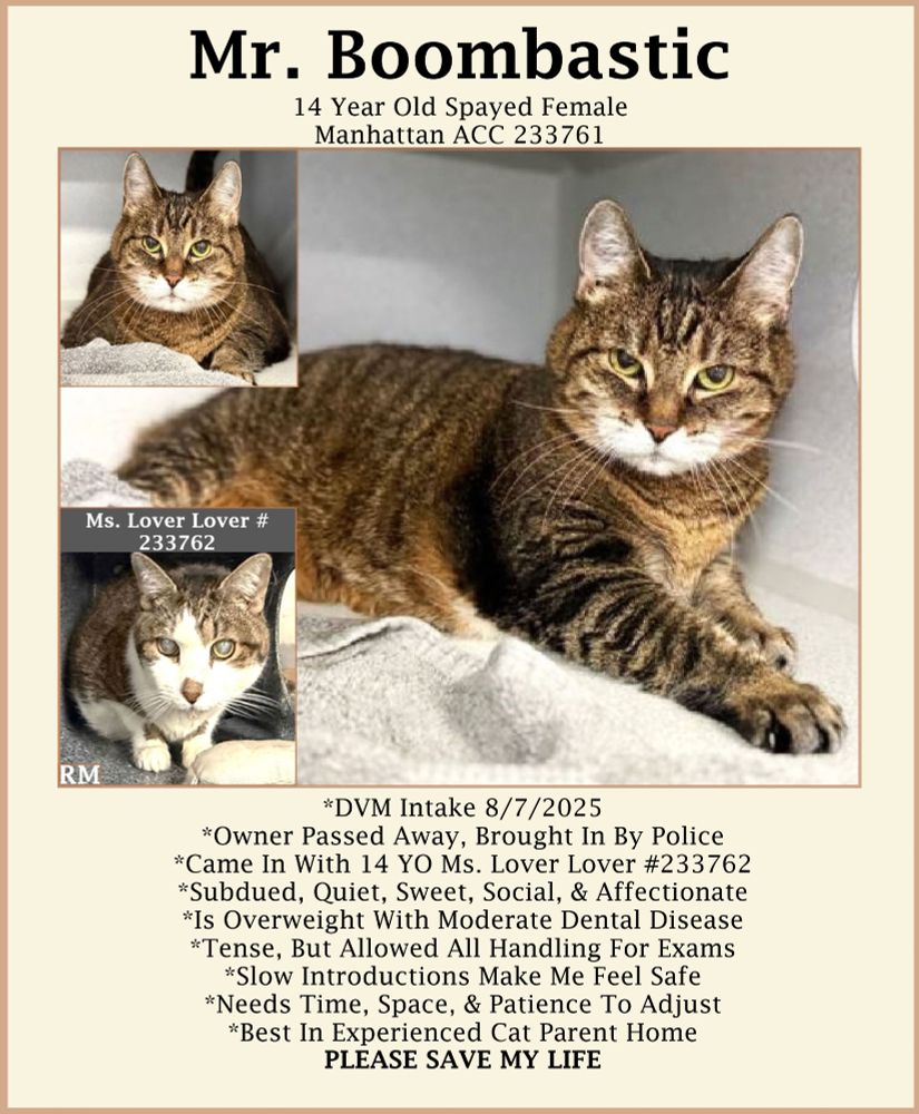 Mr. Boombastic is actually a 14 year old female brown tabby kitty with a white muzzle and yellow eyes. She is laying in a corner of her kennel with her right leg/paw extended looking at the camera.
The picture in the upper left corner is a head shot of her looking at the camera.
The picture in the lower left corner is of Ms. Lover Lover, a 14 year old brown tabby and white female, Mr. Boombastic's housemate who was surrendered at the same time. Her eyes are cloudy with cataracts. She  is crouched in her kennel with her head facing the camera.
