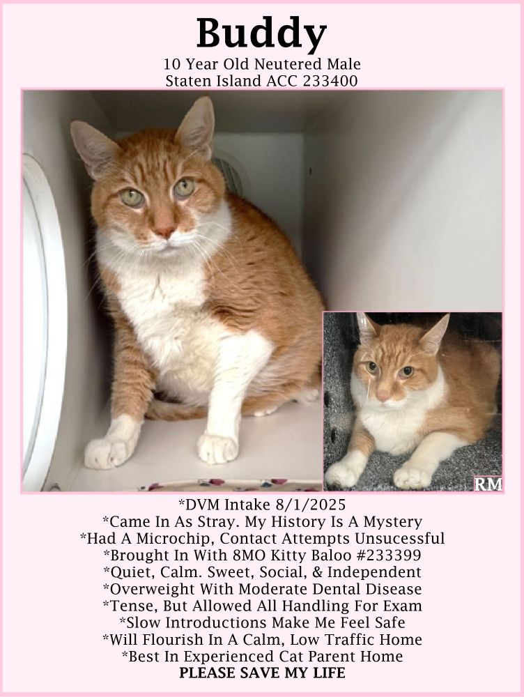 Buddy is a 10 year old orange tabby and white kitty with yellow eyes. He is sitting up in his kennel looking at the camera.
In the small picture in the lower right corner, he is laying with his upper body lifted and his front legs/paws outstretched. He is looking forward.