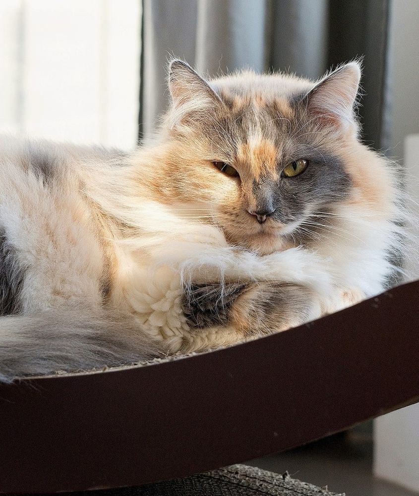 Butterfly is a strikingly gorgeous 7 year old female long haired dilute (gray) calico kitty with yellow eyes. she is laying on her side looking into the camera.