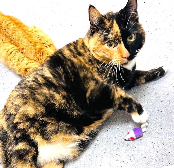 Violet is a beautiful 6 year old calico kitty with a distinctive split faced coloring, yellow eyes, a pink nose and long white whiskers. She would like to adopted with her bonded housemate Marigold. Marigold and Violet, are two sweet and gentle kitties looking for their forever home. They are located in Oakland, CA in the San Francisco Bay Area.