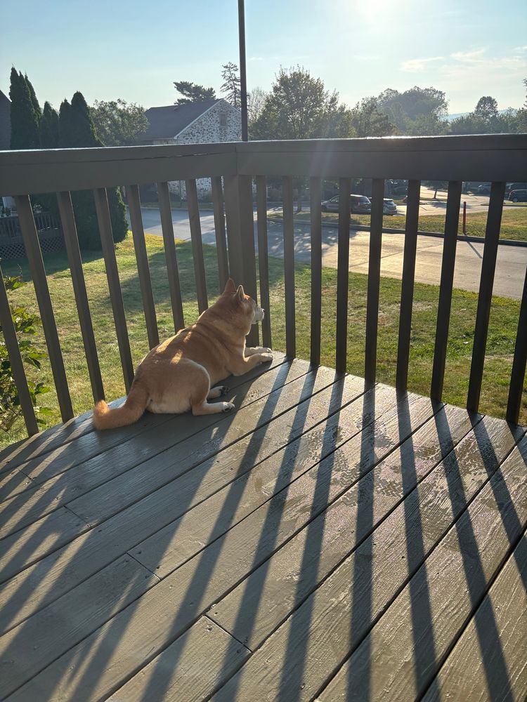 Dog on deck