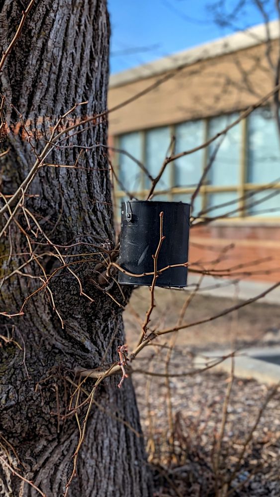 Cette photo, je l'ai appelé, "Du sirop de poteau"... Nous y voyons un contenant, qui semble être un "galon" de peinture, peinturé en noir, qui tient grâce à des branches d'arbres. Oui, il est tout près d'un arbre. Le pourquoi de mon titre. C'est situé en avant d'une école primaire ! Des leçons en perspectives???