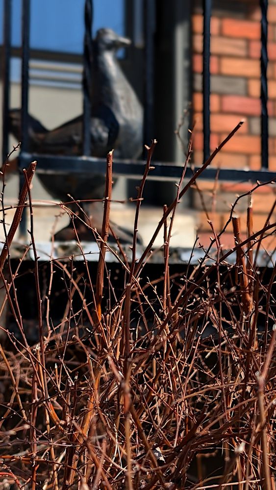 Ici, un coq en porcelaine, sur une galerie d'une résidence, il surveille les environs dont le petit bosquet d'arbres, en face de lui...