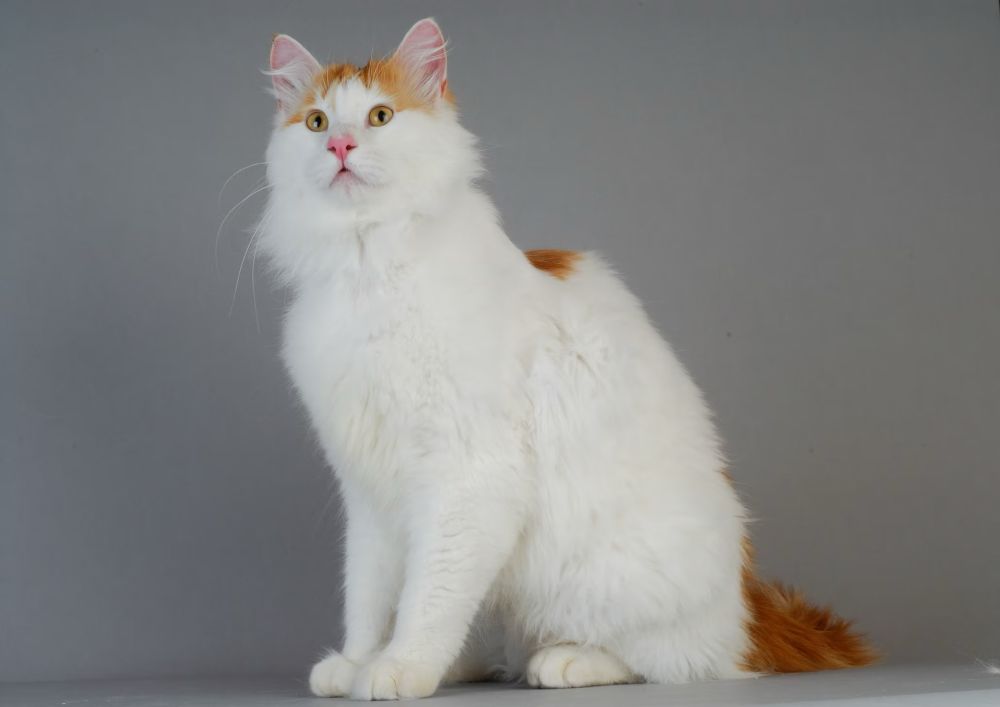 A white and orange Turkish van cat