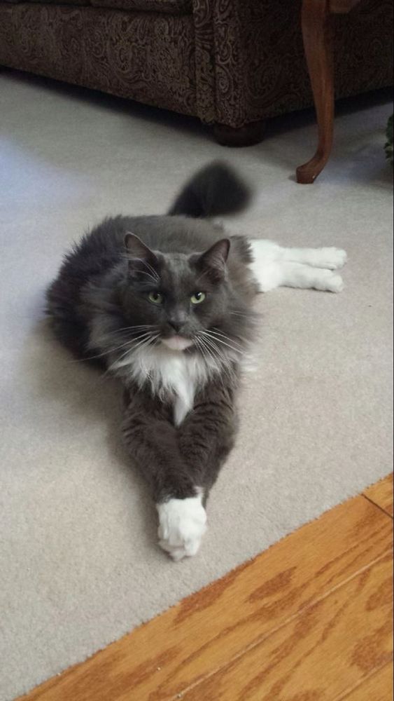 A gray and white tuxedo cat lying on the floor with his front paws crossed