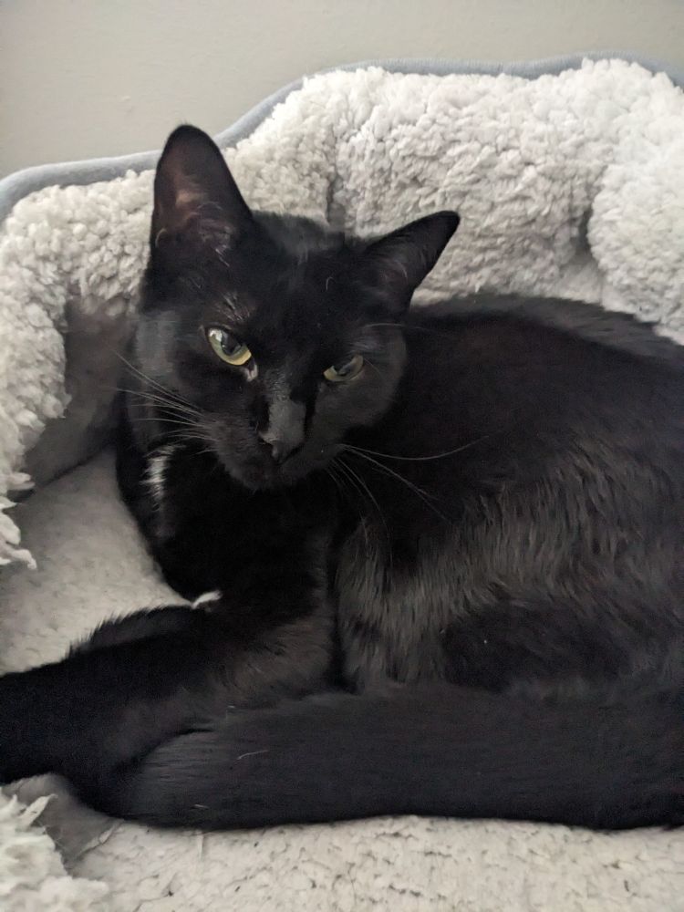 My black cat Lilith sleeping in her little bed