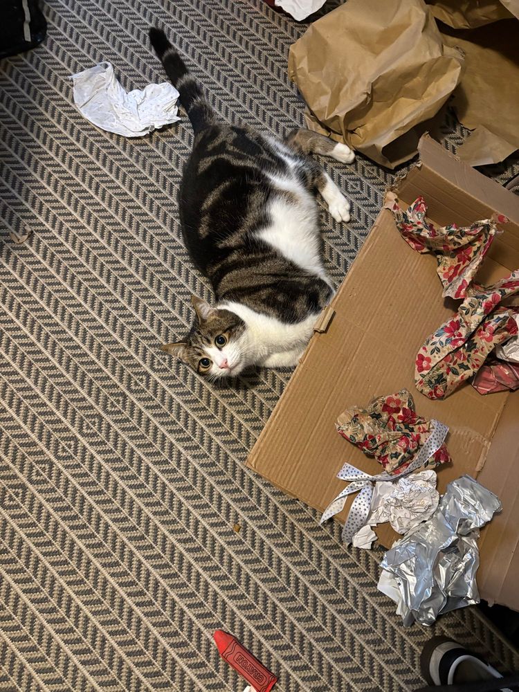 A tabby and white cat lies on a floor looking a bit demented with his legs under a badly broken cardboard box. 

