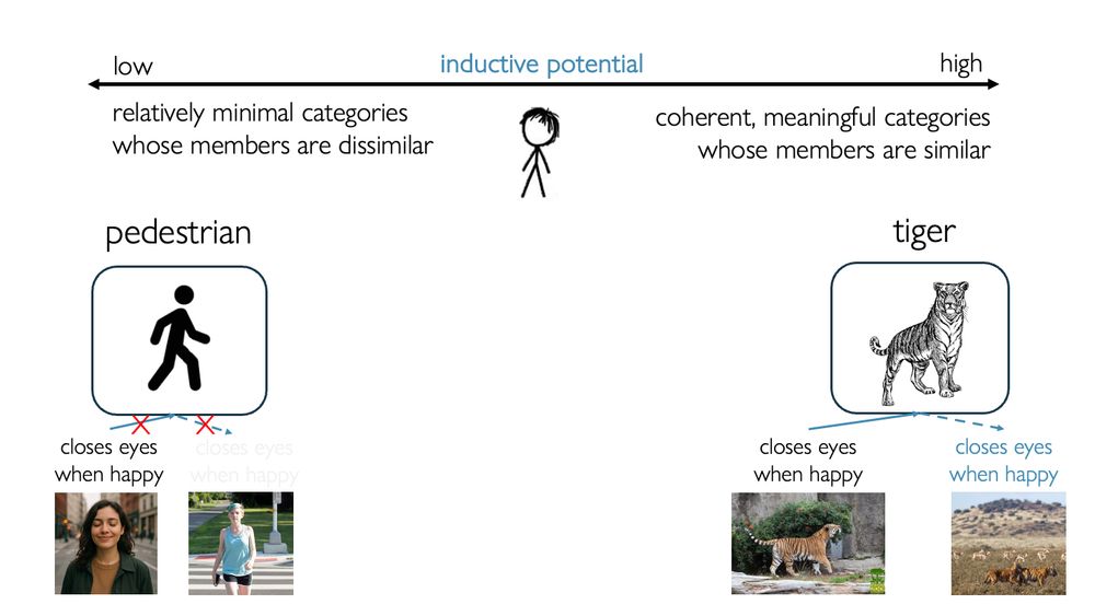 continuum of inductive potential from low (relatively minimal categories whose members are dissimilar) to high (coherent meaningful categories whose members are similar) above a cartoon child. an icon of a tiger appears under "high" inductive potential, with "closes eyes when happy" appearing as a feature of a tiger in a zoo, with an arrow pointing to the tiger icon, and a dashed arrow extending it to a tiger on a savanna. an icon of a pedestrian appears under "low" inductive potential, with "closes eyes when happy" appearing as a feature of a woman on a street, with Xs over arrows pointing to the pedestrian icon, and to a different pedestrian. 