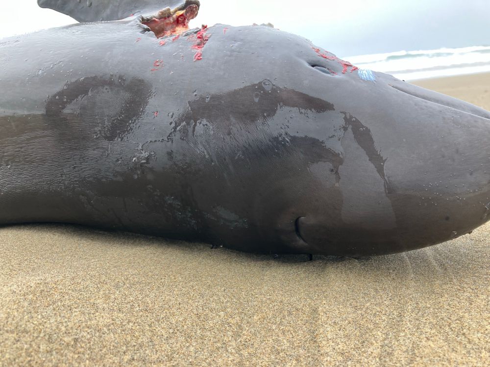 A harbor porpoise, dead by uncertain means, lies on the sand. Its blowhole is a dimple in its rubber skin. The dorsal side of the porpoise is mostly intact, but a peek of exposed flesh betrays the missing open belly, feasted upon by scavengers.  
