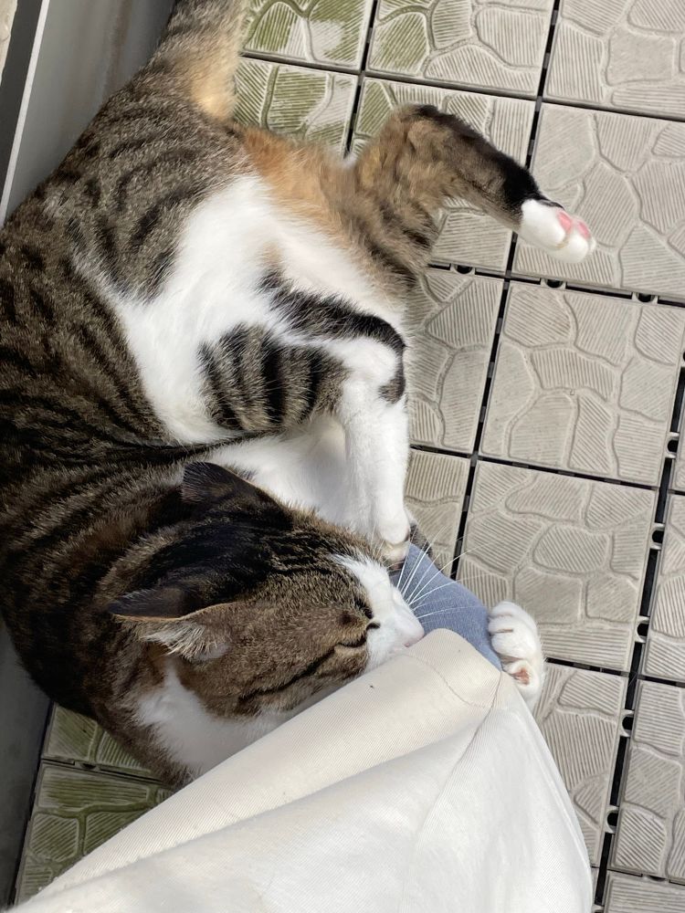 人間の足に噛みついてる猫