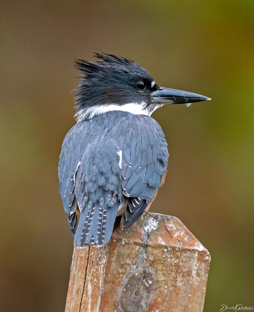 Blue-gray bird with shaggy black crest, white collar, and massive black bill, perched on a brown post
