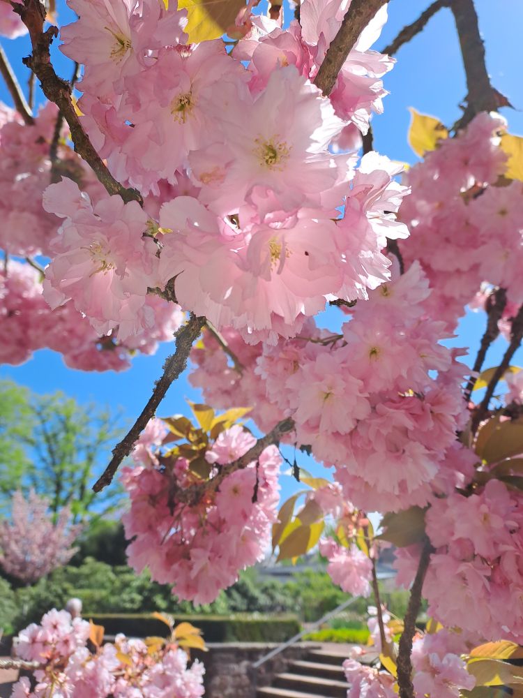 Zweige mit hellrosa Kirschblüten vor strahlend blauem Himmel.