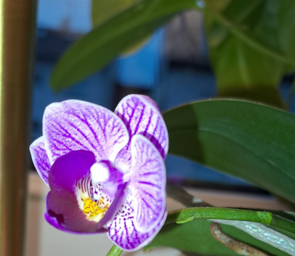 Eine weiß-lila Orchideen Blüte 